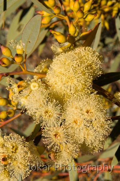 Larapinta_20080605_288 copy.jpg - Bloodwood  (Eucalyptus terminalis)  flowers, Serpentine Gorge